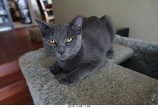 my cat Jane