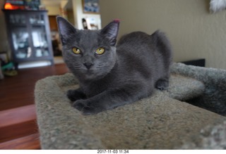 my cat Jane