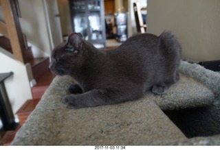 my cat Jane