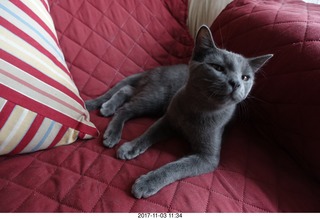 my cat Devin