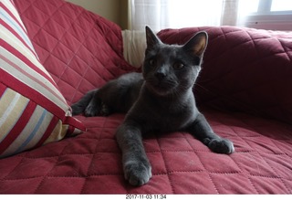 my cat Devin