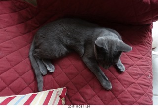 my kitten Devin