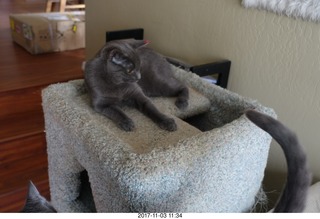 my kitten Jane