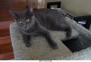 my kitten Jane