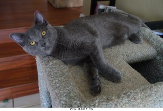 my cat Jane
