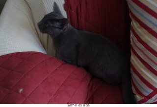 my cat Devin