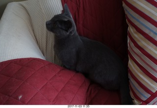 my kitten-cat Devin