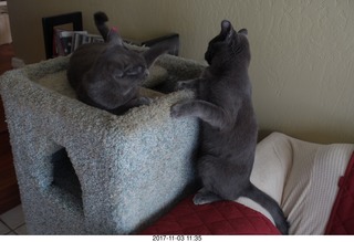 my kitten and my kittens Devin and Jane