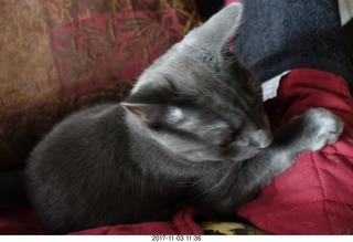 my cat Devin