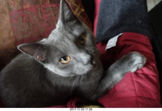 my cat Devin