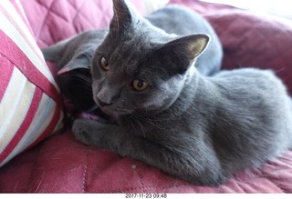 my cat Devin