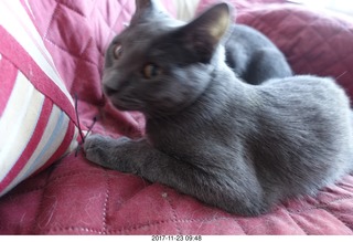 my cat Devin