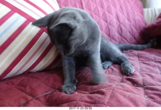 my cat Devin