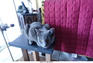 my cat Jane