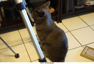 my cat Devin