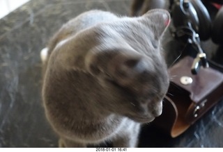 my cat Jane