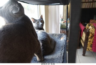 my cats Jane and Devin