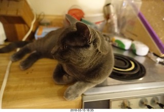 my cat Devin