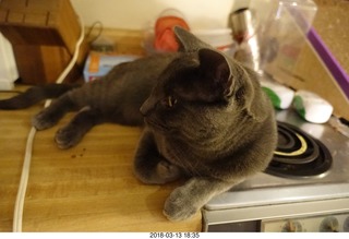 my cat Devin