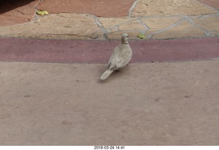 white pigeon