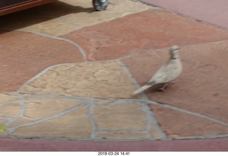 white pigeon
