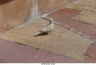 white pigeon
