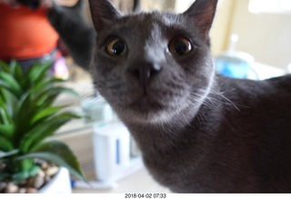 my cat Devin