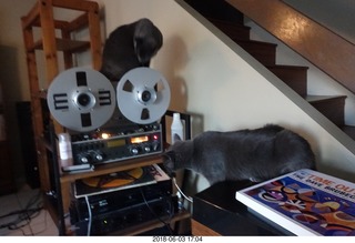 my cats Jane and Devin