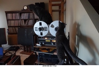 my cats Jane and Devin