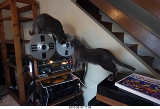 my cats Devin and Jane