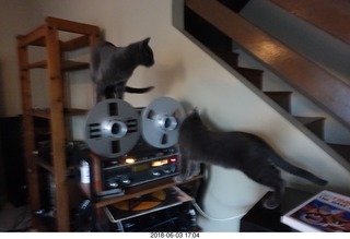 my cats Devin and Jane