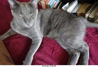 my cat Devin