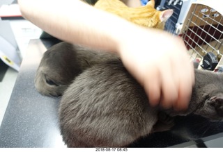 my cats Devin and Jane and their first experience with reel-to-reel tape
