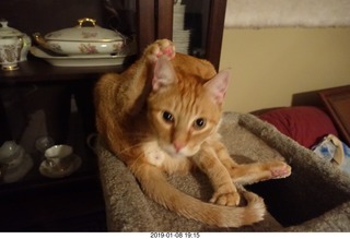 647 a09. my cat Max