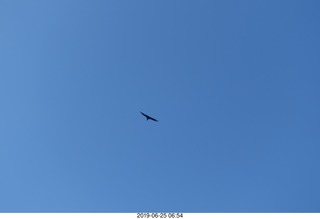 82 a0e. - Rio de Janeiro tour - Corcovado Mountain - Jesus Christ the Redeemer statue * - condor