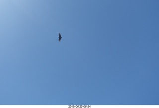 83 a0e. - Rio de Janeiro tour - Corcovado Mountain - Jesus Christ the Redeemer statue * - condor