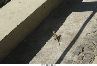 140 a0e. - Rio de Janeiro tour - Sugarloaf Mountain * - lizard