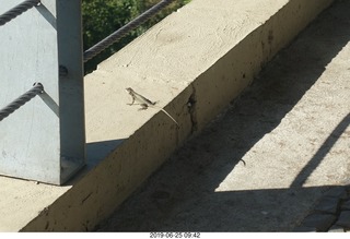 141 a0e. - Rio de Janeiro tour - Sugarloaf Mountain * - lizard