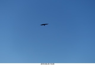 186 a0e. - Rio de Janeiro tour - Sugarloaf Mountain * - condor