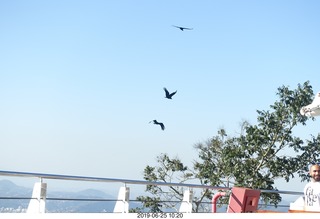 187 a0e. - Rio de Janeiro tour - Sugarloaf Mountain * - condors