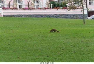 67 a0e. Iguazu Falls - anteater-racoon-cat coati