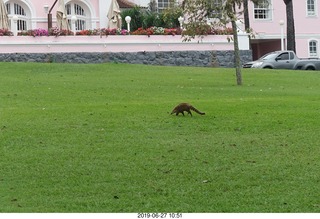 68 a0e. Iguazu Falls - anteater-racoon-cat coati