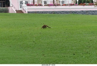 69 a0e. Iguazu Falls - anteater-racoon-cat coati