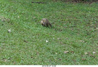 75 a0e. Iguazu Falls - anteater-racoon-cat coati