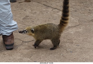 78 a0e. Iguazu Falls - anteater-racoon-cat coati