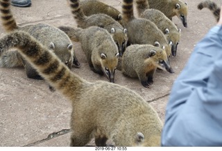 83 a0e. Iguazu Falls - anteater-racoon-cat coatis