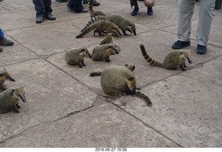 93 a0e. Iguazu Falls - anteater-racoon-cat coatis