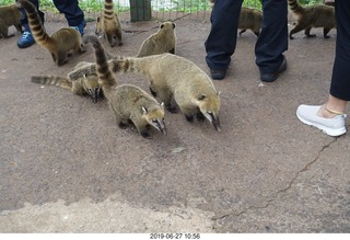 95 a0e. Iguazu Falls - anteater-racoon-cat coatis