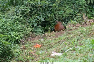 107 a0e. Iguazu Falls - deer