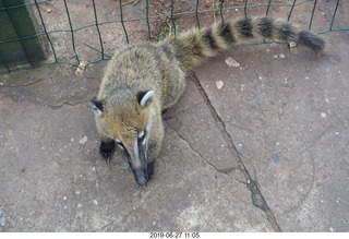 121 a0e. Iguazu Falls - anteater-racoon-cat coati